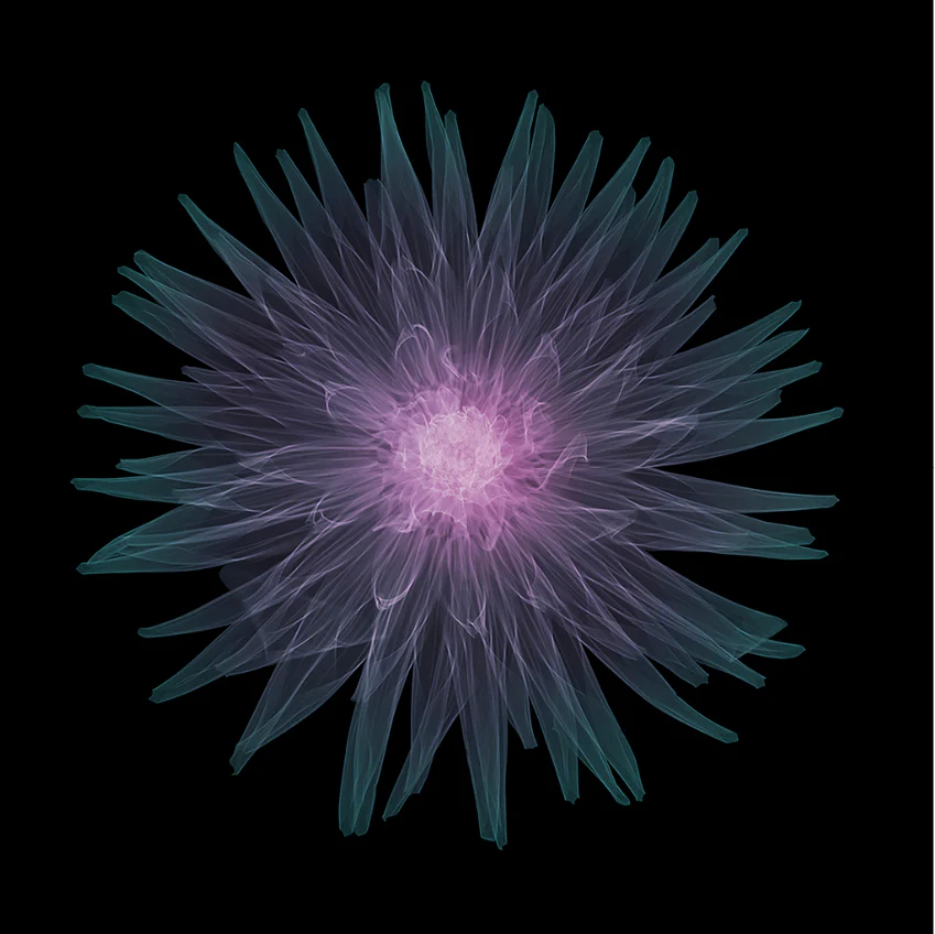 Cactus Dahlia 3/25