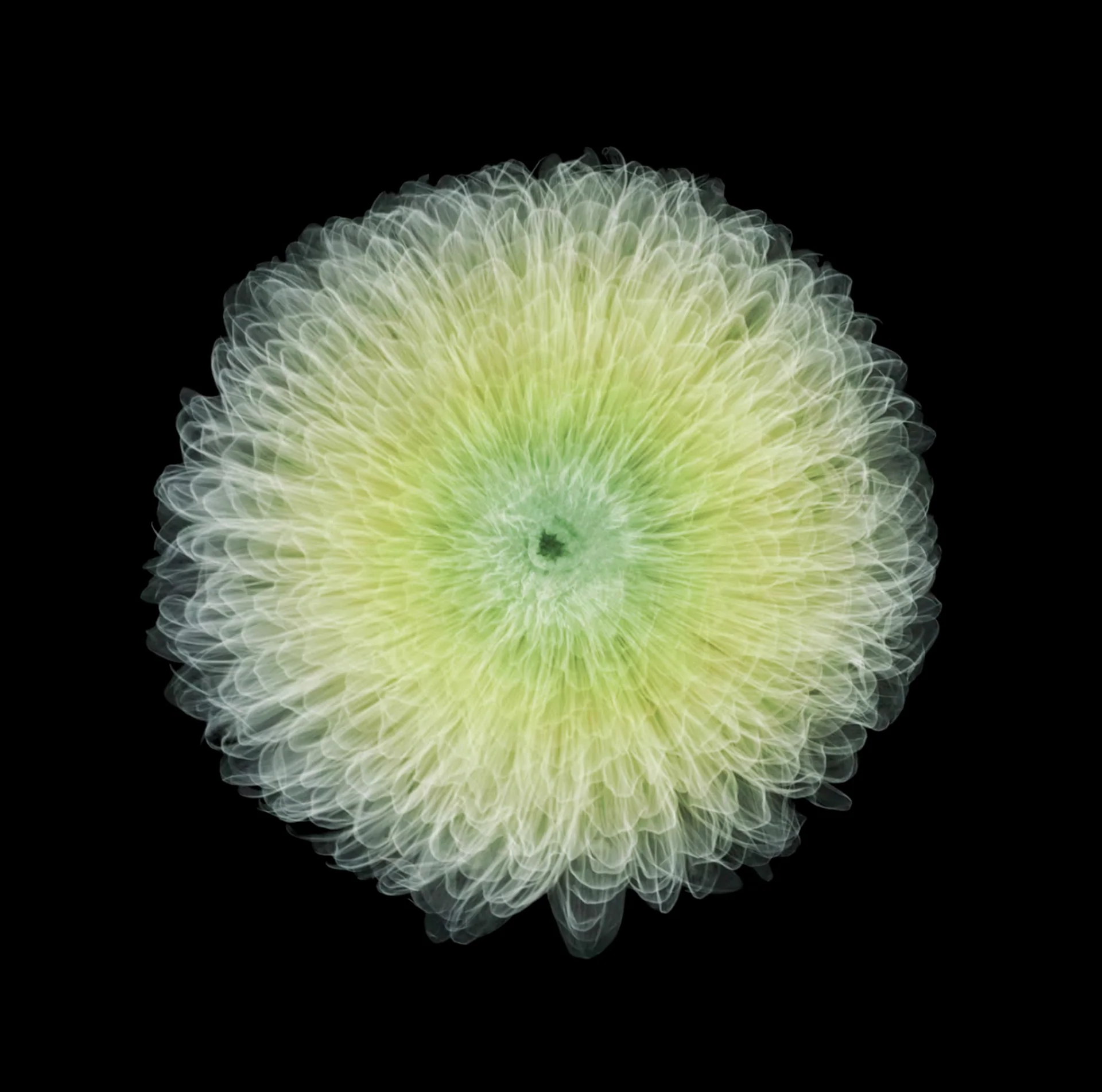 Chrysanthemum 4/25