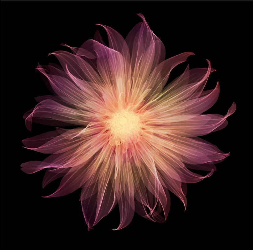Dahlia 4/25
