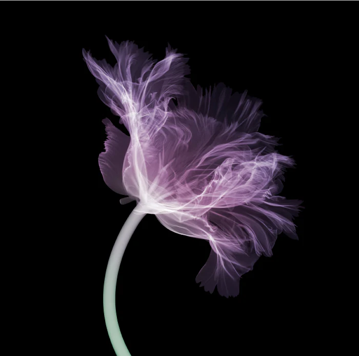 Parrot Tulip (side) 5/25