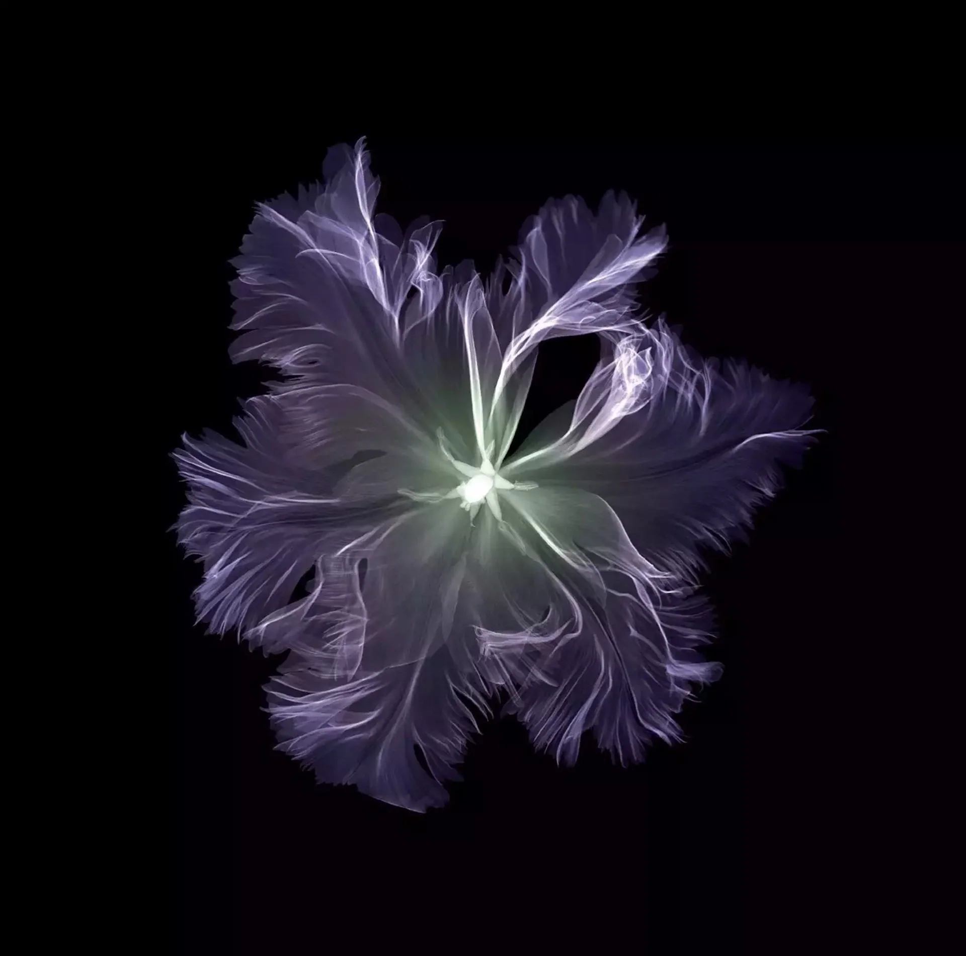 Parrot Tulip 6/25