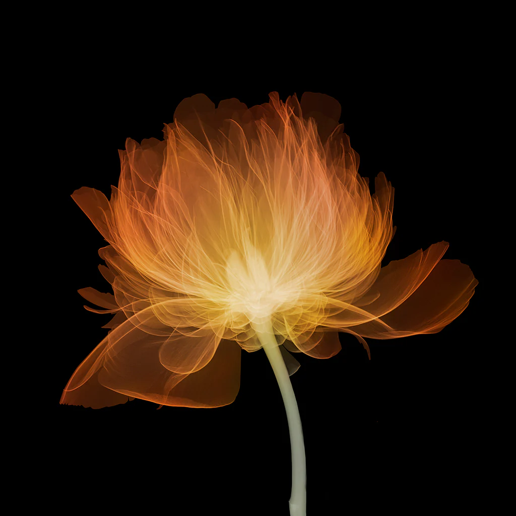 Peony (side) 5/25