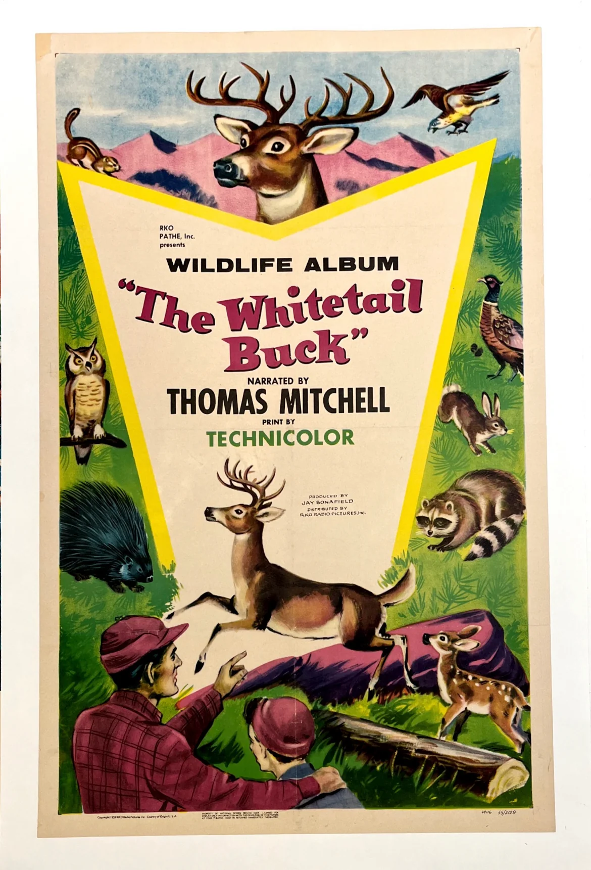 The Whitetail Buck
